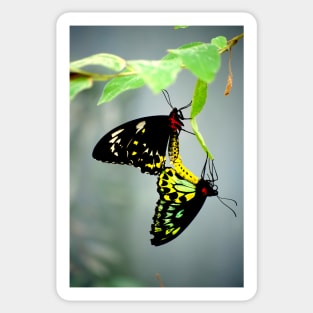 Mating Cairns Birdwings Sticker